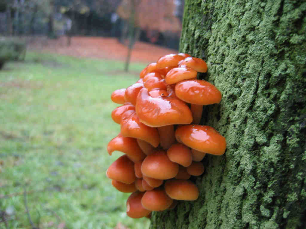 Flammulina velutipes ...